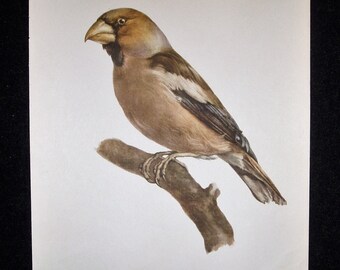 Bird Print, Hawfinch, Coccothraustes, 1962 Book Plate, Demartini