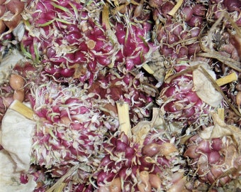 Romanian Red Garlic Seed - 100+ Bulbils, No Chemicals, 2023 Crop, FREE SHIPPING