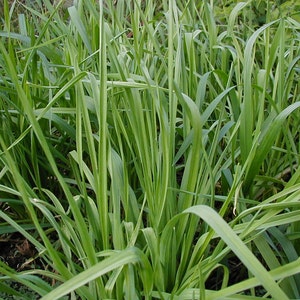 German Extra Hardy Garlic Plants x 100, Preferred All-Purpose Roasting, Transplants