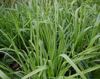 German Red Garlic Plants x 50, Hot & Spicy, Transplants