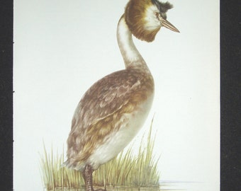 Bird Print, Great Crested Grebe, Podiceps Cristatus, 1962 Book Plate, Demartini