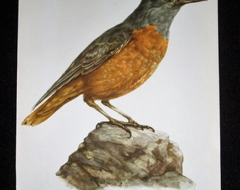 Bird Print, Rock Thrush, Monticola sexatilis, 1962 Book Plate, Demartini
