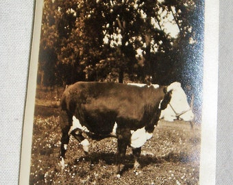 Vintage Photo, Prize Bull, Farm Photography, 1923