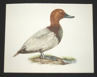 Bird Print, Common Pochard, Aythya Ferina, 1962 Book Plate, Demartini