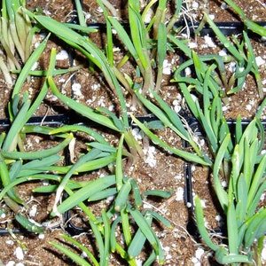 Transylvanian Garlic Plants x 1000, Hot & Spicy, Transplants image 2