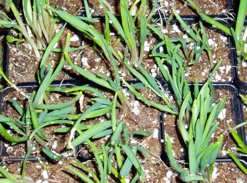 Transylvanian Garlic Plants x 1000, Hot & Spicy, Transplants image 2