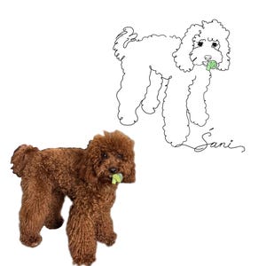 Può includere: Un barboncino marrone con un oggetto verde in bocca, accanto a un disegno a tratto di un barboncino. Il disegno a tratto ha il nome "Sani" scritto in corsivo. Il cane ha il pelo riccio.