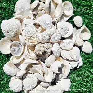 LG Sea Shell 10lbs