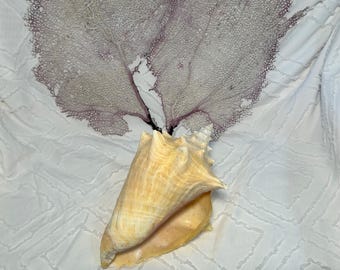 Mystic Conch Shell V4+ || 90+ Lines || Non-canon Parody of Magic Conch Shell  - Fortune Telling - Decision Making, Meme, Novelty, Funny, Gift