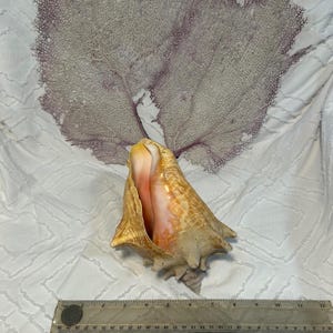 queen conch - beach home decor - conch shell display -  natural conch shell