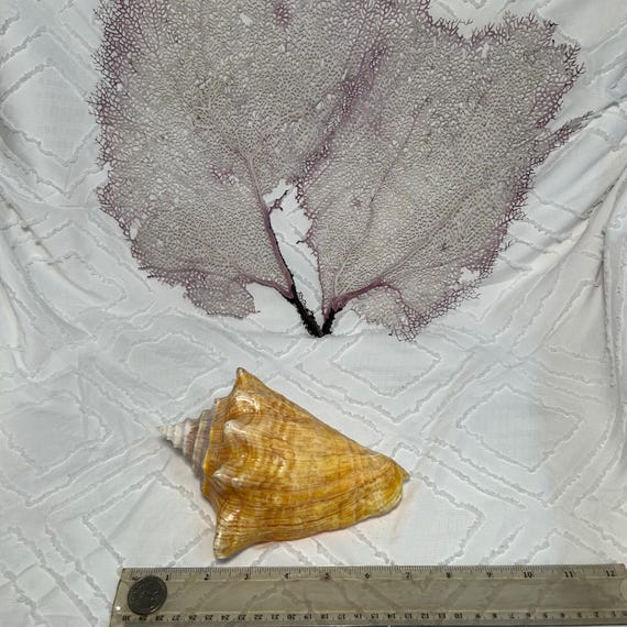 クイーンコンク - ホームデコレーション - コンクシェルディスプレイ