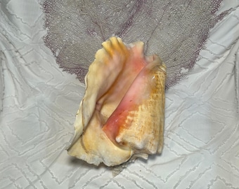 huge queen conch - queen conch - home decor - conch shell display - natural conch shell