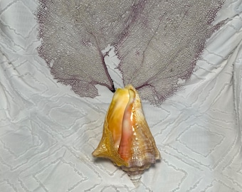 queen conch - home decor - conch shell display - natural conch shell