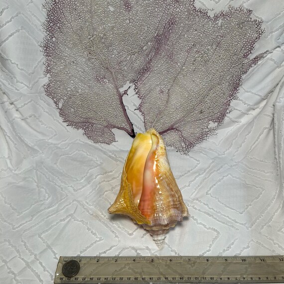 クイーンコンク - ホームデコレーション - コンクシェルディスプレイ