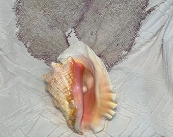 Mystic Conch Shell V4+ || 90+ Lines || Non-canon Parody of Magic Conch Shell  - Fortune Telling - Decision Making, Meme, Novelty, Funny, Gift