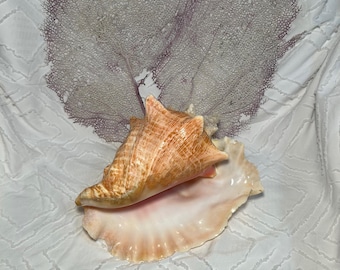 queen conch - home decor - conch shell display - natural conch shell