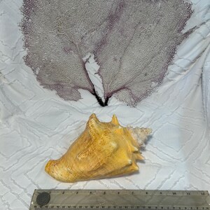 May include: A large, light-yellow conch shell with a textured surface, resting on a white patterned fabric. A purple sea fan is behind the shell. A ruler is at the bottom of the image.