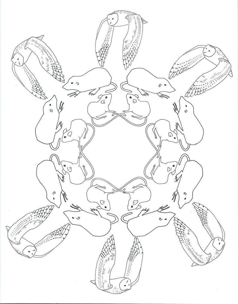 Print Barn Owl Food Web Etsy