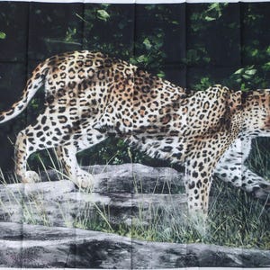 May include: A close-up of a leopard walking through a lush green forest. The leopard is brown and black with spots and is walking on a path with rocks and green plants.