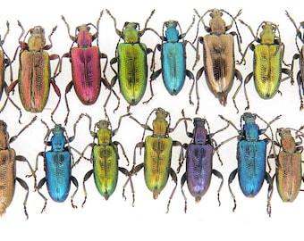 Agestrata oricalcha..タマムシ。コガネムシ。タマムシ科。収集品