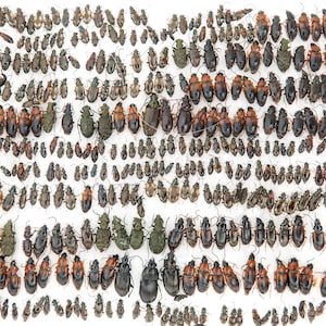 Könnte beinhalten: Eine große Sammlung von Laufkäfern, die in Reihen auf einem weißen Hintergrund angeordnet sind. Die Insekten variieren in Größe und Farbe, von kleinen schwarzen Exemplaren bis hin zu größeren Käfern mit rotbraunen, metallisch grünen und dunkelbraunen Flügeldecken.