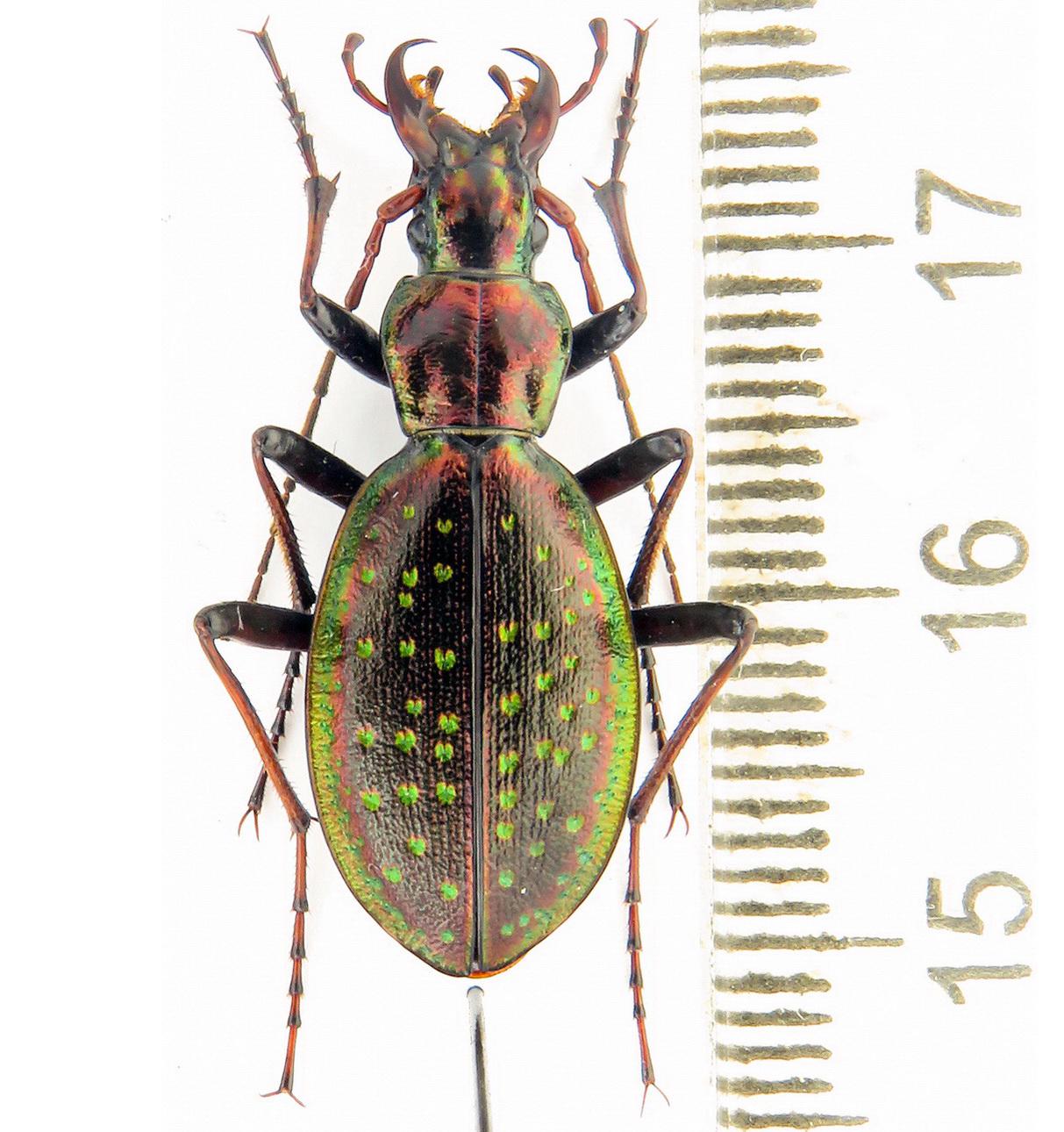 オオオオゴミムシ（Platycarabus）fabricii ucrainicus、ユニークで
