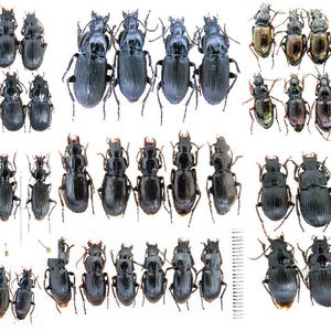 Puede incluir: Una colección de diversos escarabajos, mostrando una gama de tamaños y colores, desde negro oscuro hasta verde iridiscente. Los insectos están dispuestos sobre un fondo blanco, proporcionando una vista clara de sus exoesqueletos y estructuras corporales.