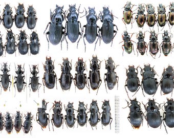 1 A-1 Mesotopus Tarandus 48mm Cameroon Male Lucanid Stag Beetle