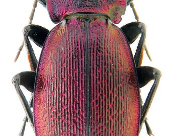 壮麗な希少オサムシ - Carabus excellens n. lomnitzkii、中央