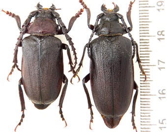 Buprestidae - Calodema Ribbei 40mm A2 From W.papua!! - Etsy Australia