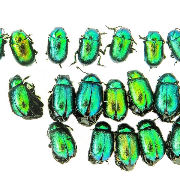Emerald Leaf Beetle Set, Green Chrysomelidae, Timarcha tenebricosa, leaf beetles, Wholesale jewel beetle, emerald beetle, Entomology Art