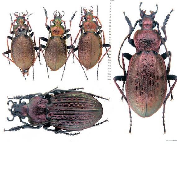 オオオゴミムシ（Orinocarabus sylvestris micklitzi & linnaei