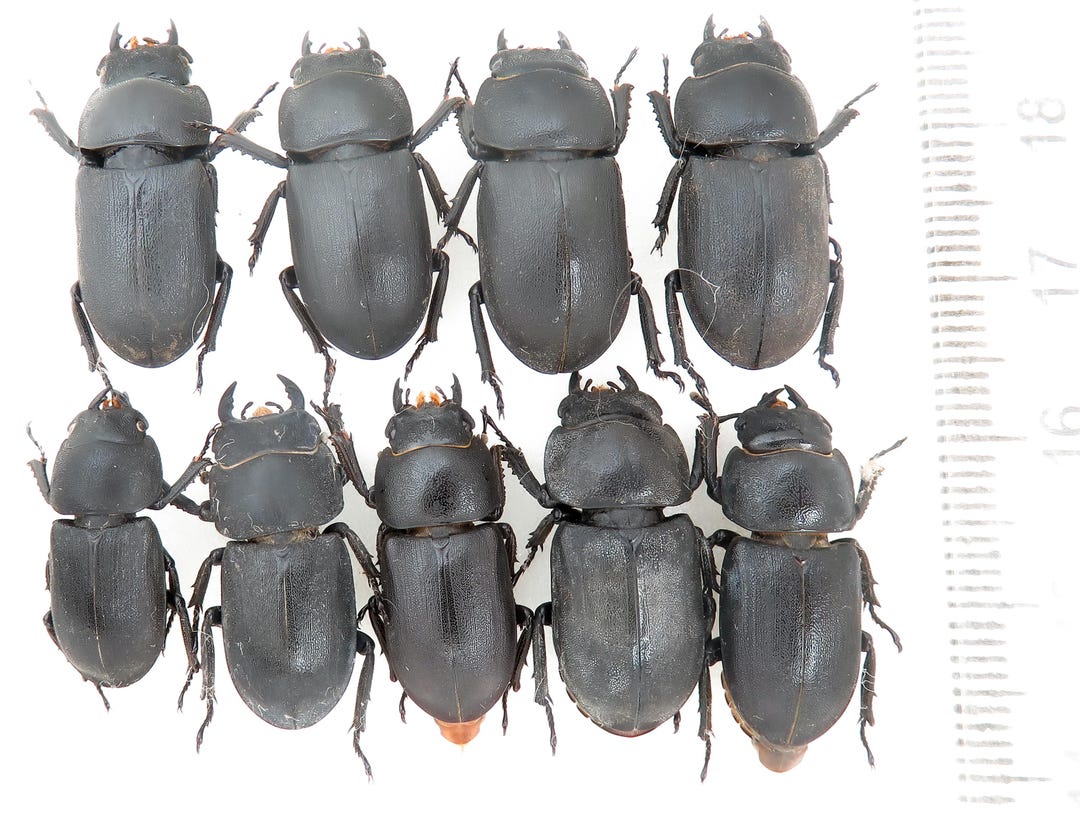 Dorcus Parallelopipedus 9 Pcs Real Lesser Stag Beetle, Lucanidae