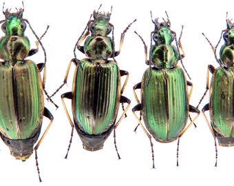 Collezione rara di coleotteri terricoli, Carabidae (Agonum marginatum), esemplari, regalo professionale per entomologi, veri insetti essiccati per scienziati