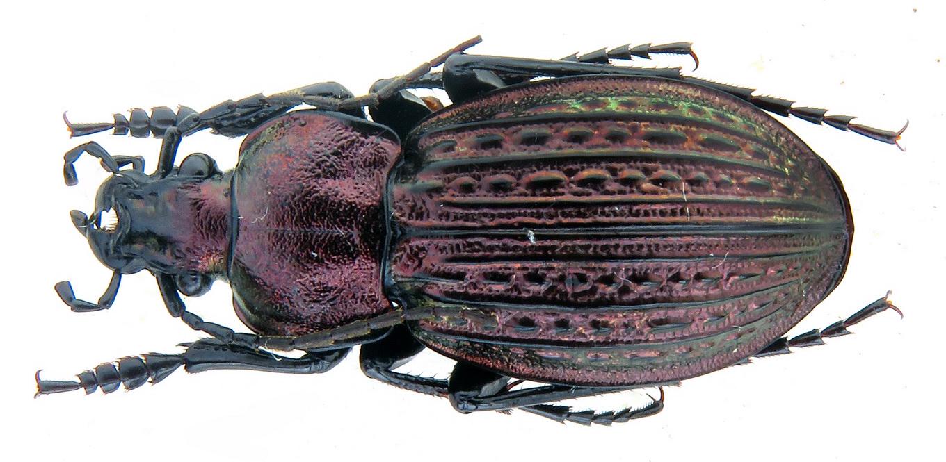 オオオゴミムシ（Orinocarabus sylvestris micklitzi & linnaei