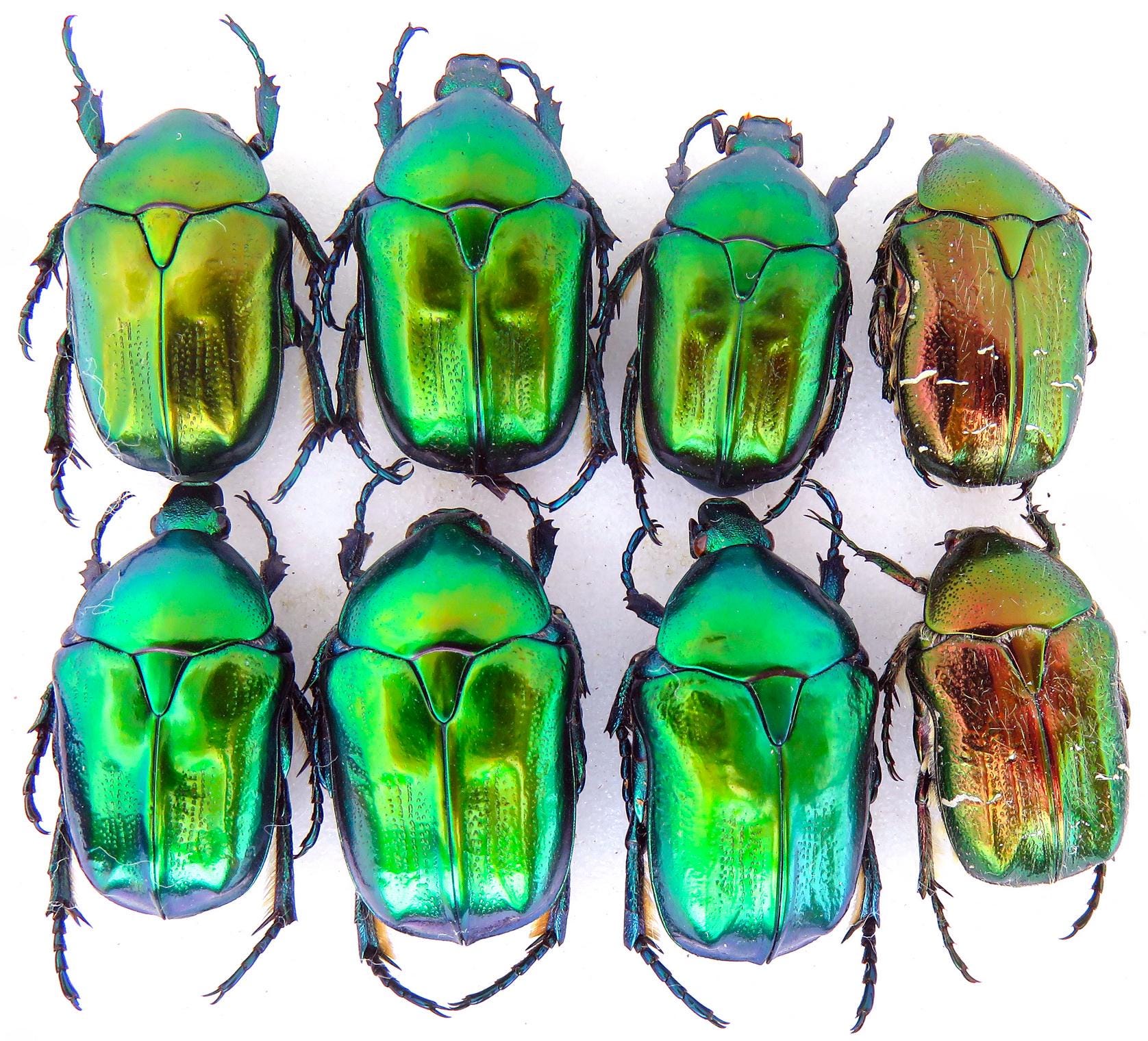 Scarabaeidae Insects Scarabaeidae Mix, Anoplotrupes Stercorosus Cetoniinae Dried Insects ...