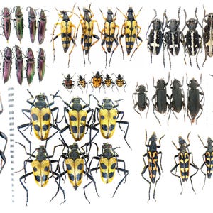 Op de afbeelding: Een verzameling van verschillende insecten, waaronder kevers, gerangschikt op een witte achtergrond. De insecten vertonen een scala aan kleuren en patronen, van iriserend groen en paars tot gele en zwarte markeringen. Een liniaal is aanwezig.