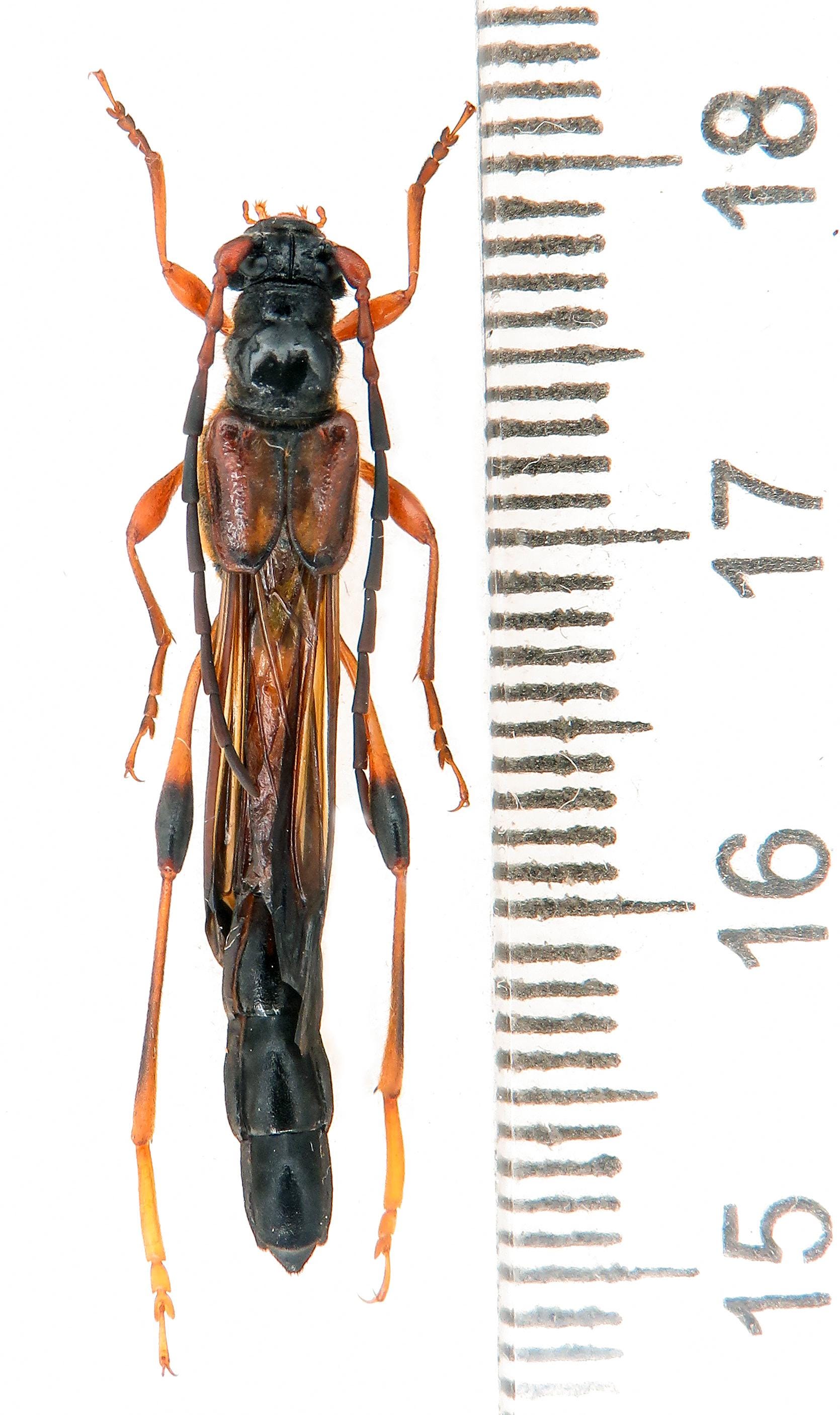 巨大なNecydalis major A1 37-38 mm、希少な短翅カミキリ、ハチ擬態