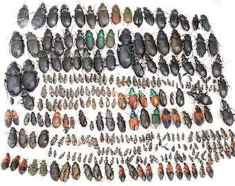 1 A-1 Mesotopus Tarandus 48mm Cameroon Male Lucanid Stag Beetle