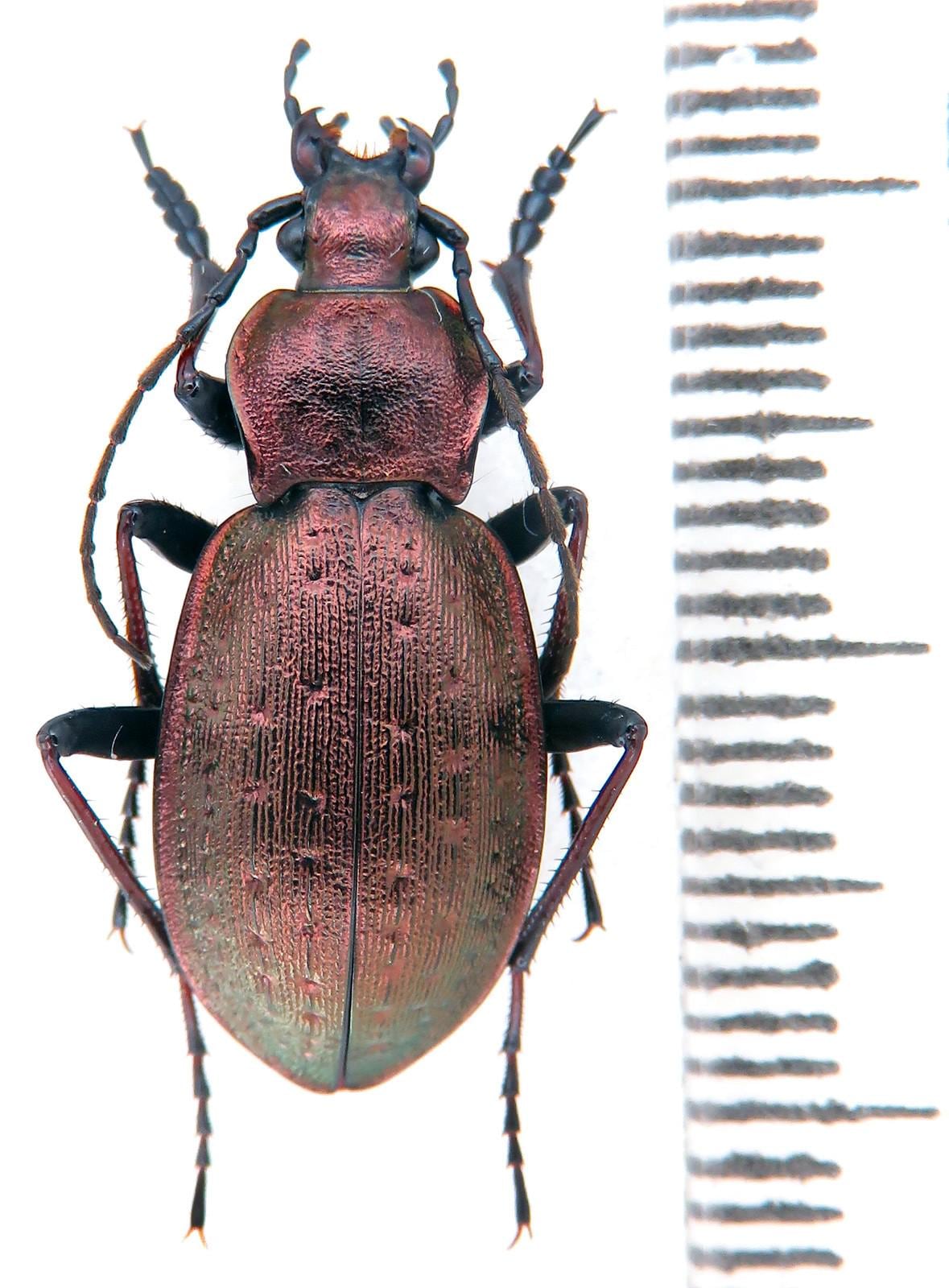 オオオゴミムシ（Orinocarabus sylvestris micklitzi & linnaei