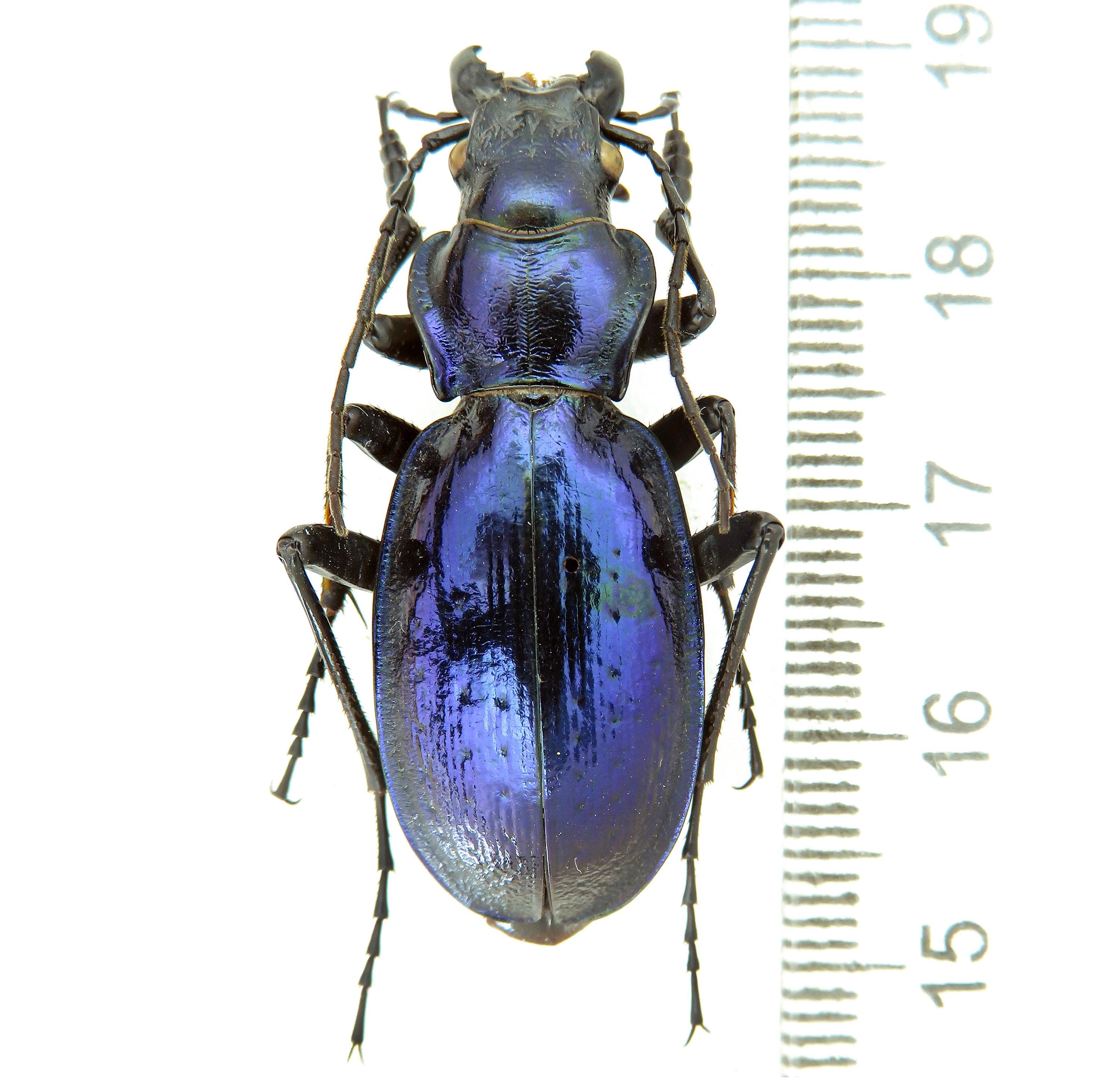 希少なオオオニオオゴミムシ（Carabus Lipaster stjernvalli osellai