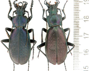 Enormes Carabus Neoplectes protensus protensoides, 2 pares de escarabajos secos poco comunes de Georgia (Montañas del Cáucaso), colección entomológica
