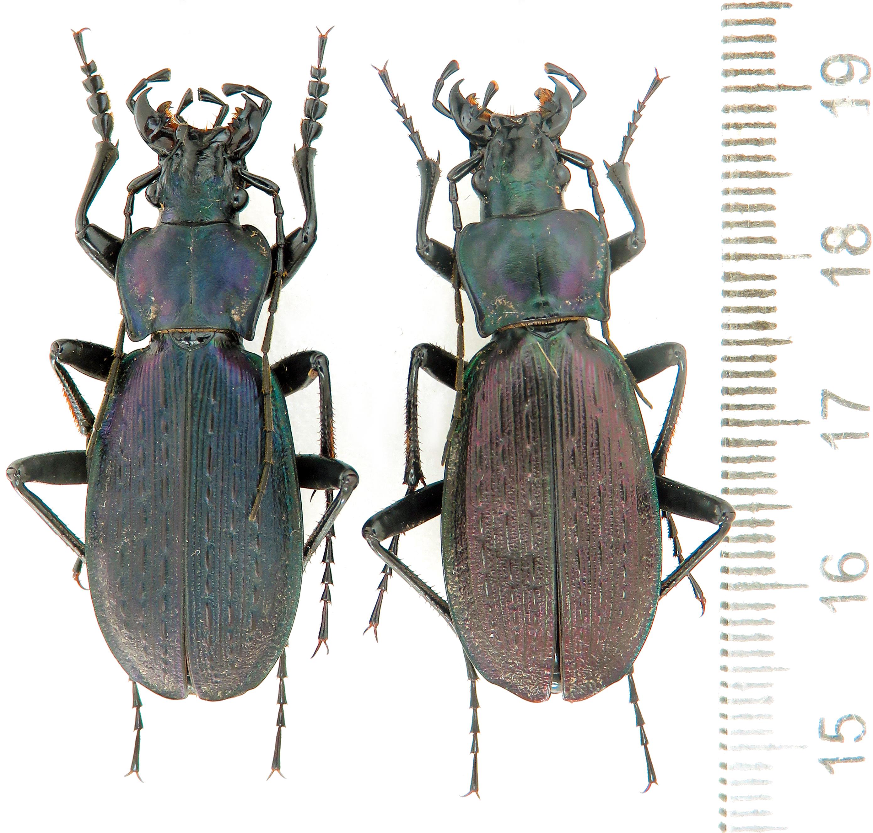 Caucasus Beetle - Etsy