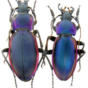 Peut inclure: Deux coléoptères irisés sont présentés sur fond blanc. Les coléoptères ont un corps bleu foncé avec des reflets violets et roses. Leurs pattes et antennes sont noires. Les coléoptères sont symétriques et détaillés.