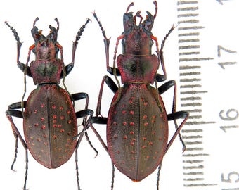 希少なオオオニオオゴミムシ（Carabus Lipaster stjernvalli osellai