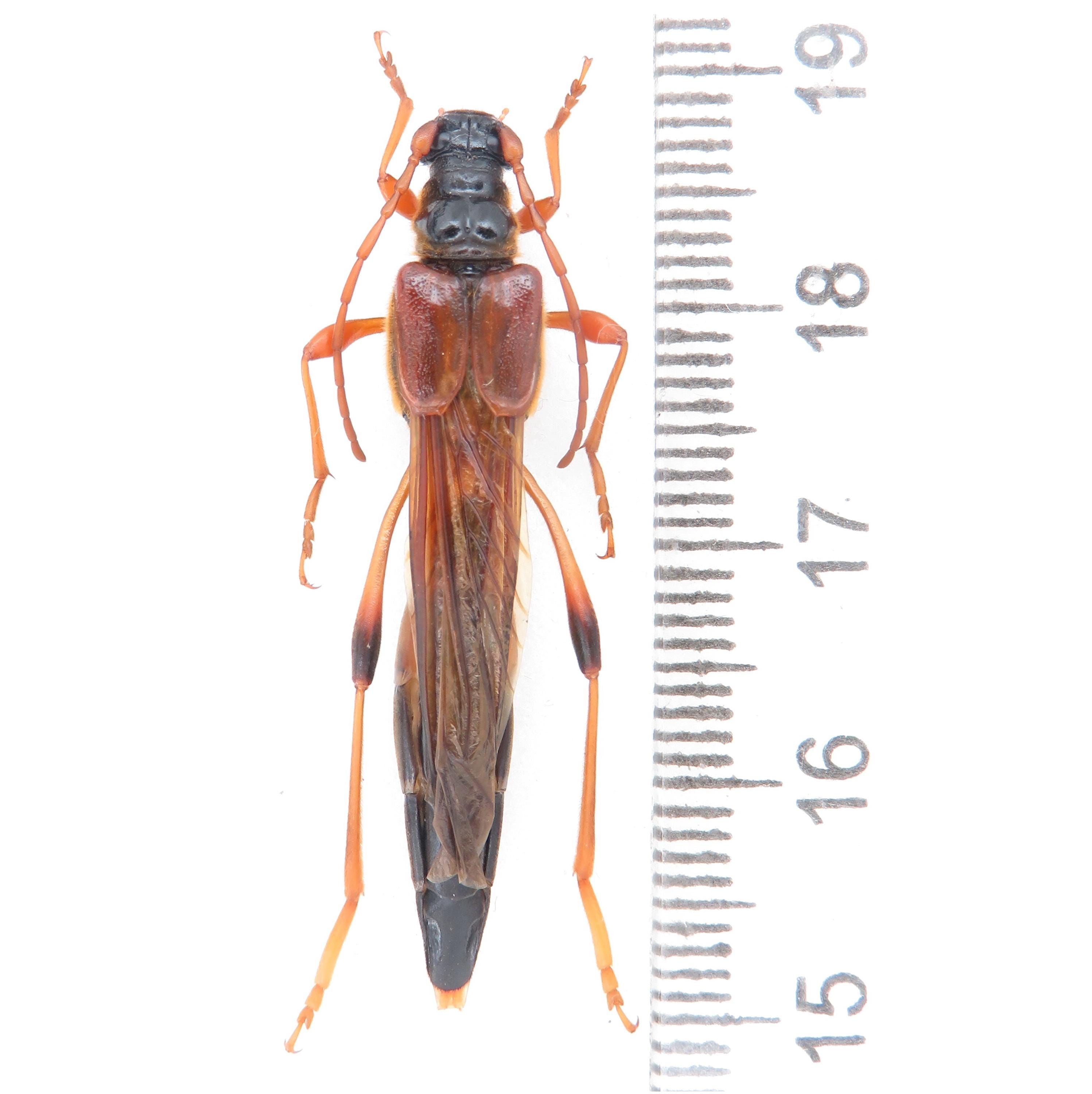 Huge Necydalis Major A1 37-38 Mm, Rare Short-winged Longhorn
