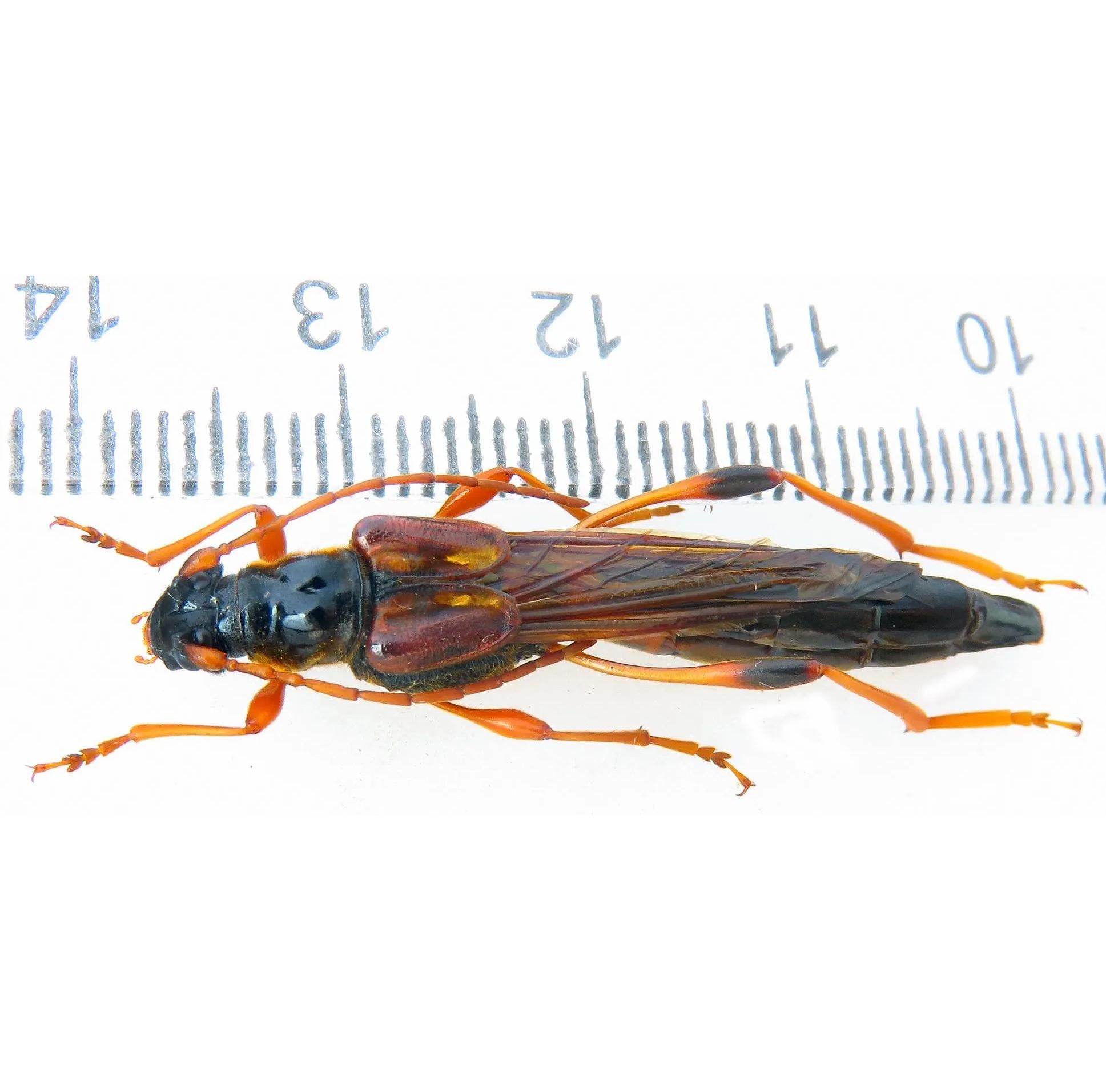 巨大なNecydalis major A1 37-38 mm、希少な短翅カミキリ、ハチ擬態