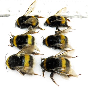 Puede incluir: Seis abejorros con cuerpos peludos negros y amarillos y alas translúcidas dispuestos en dos columnas. Una regla es visible en la parte superior, mostrando medidas en centímetros, con los abejorros midiendo entre 1,2 y 1,9 cm.