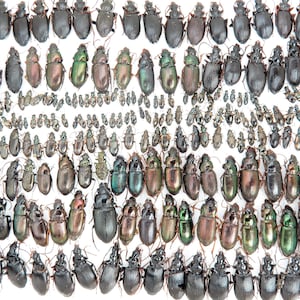 Puede incluir: Una colección de varios escarabajos, que muestra una gama de tamaños y colores. Los escarabajos exhiben verdes iridiscentes, marrones y negros, dispuestos sobre una superficie blanca. La imagen destaca la diversidad dentro de las especies de escarabajos.