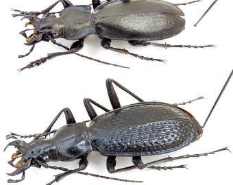 Charismatic mounted Rare Carabus from Caucasus, Georgia. Ground Beetle, Insect for Collection, taxidermy Art& Science, Professional Specimen